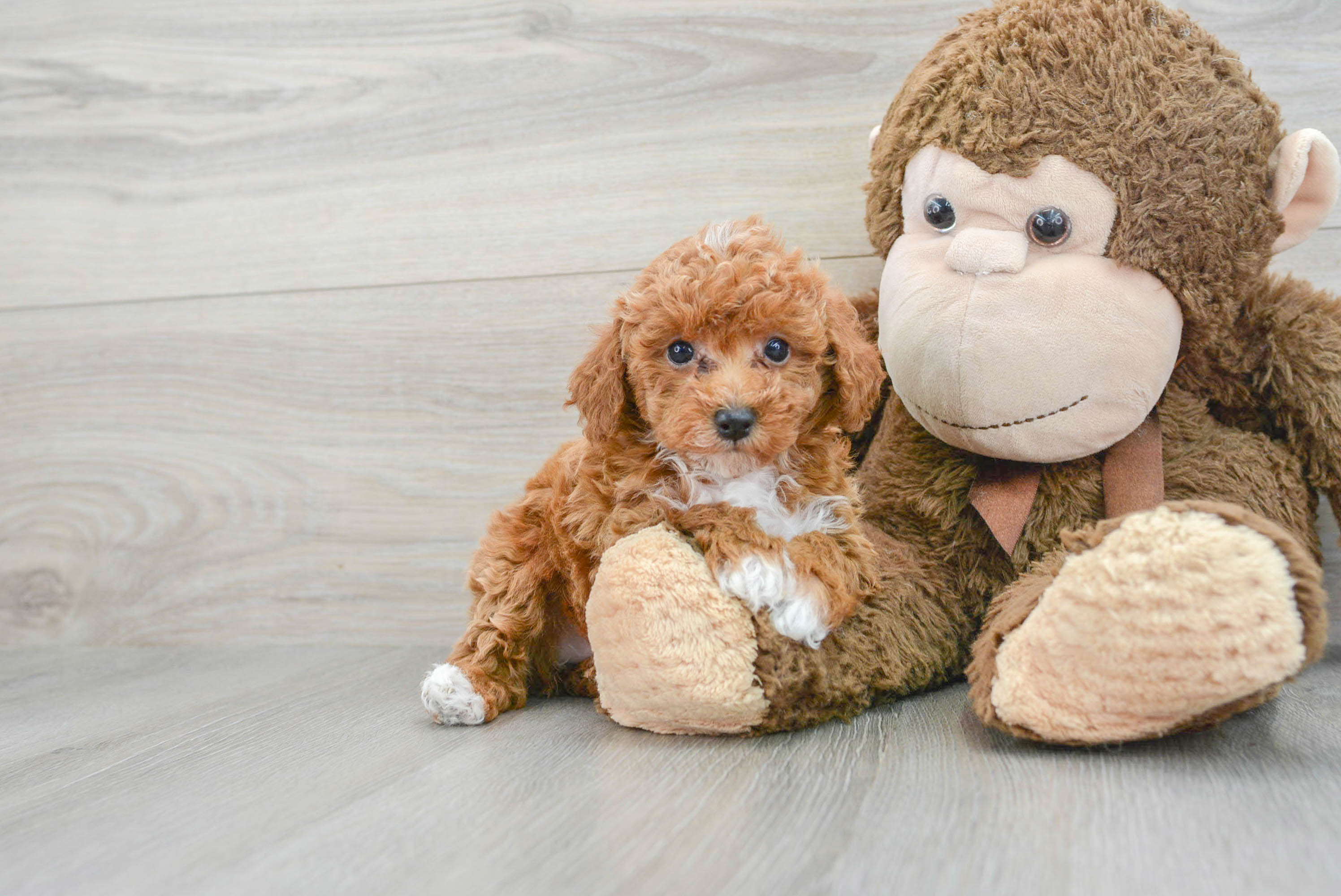 Small Poodle Purebred Pup