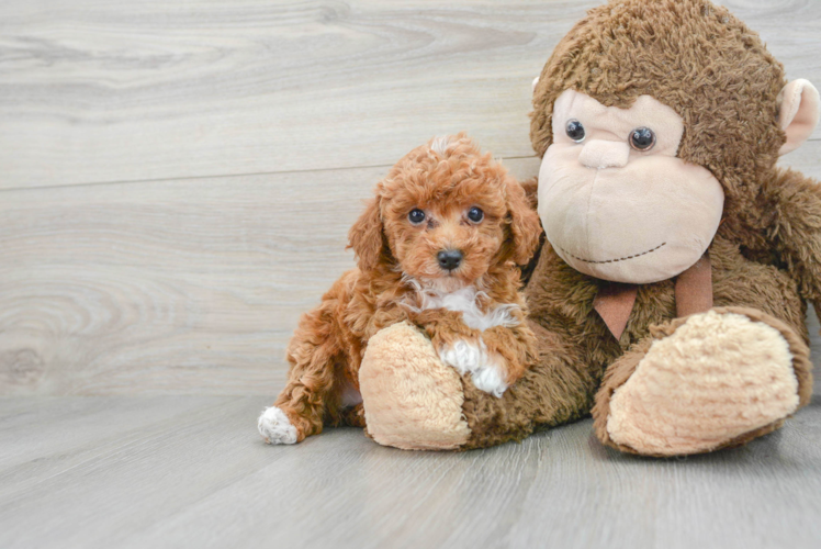 Small Poodle Purebred Pup