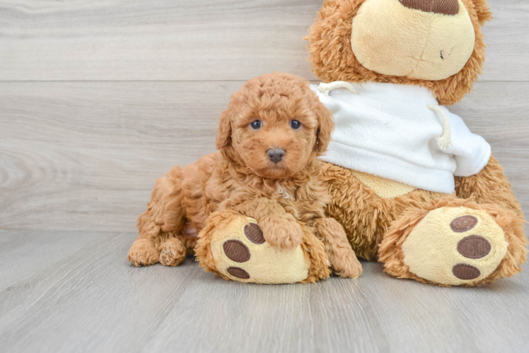 Best Poodle Baby