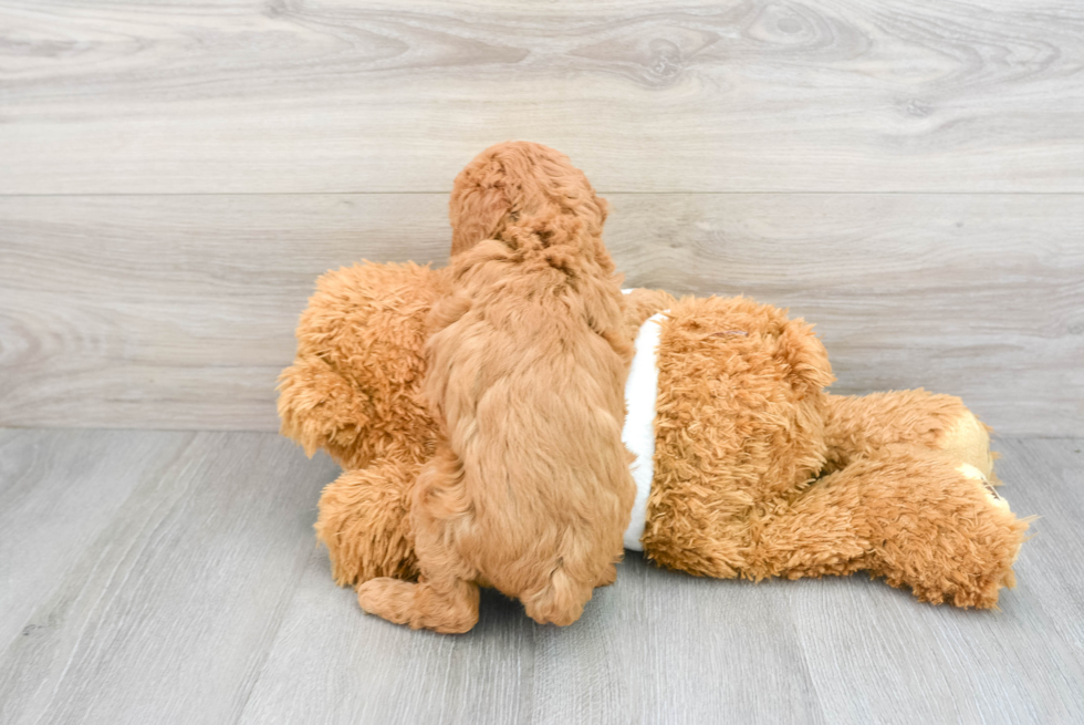 Friendly Poodle Baby