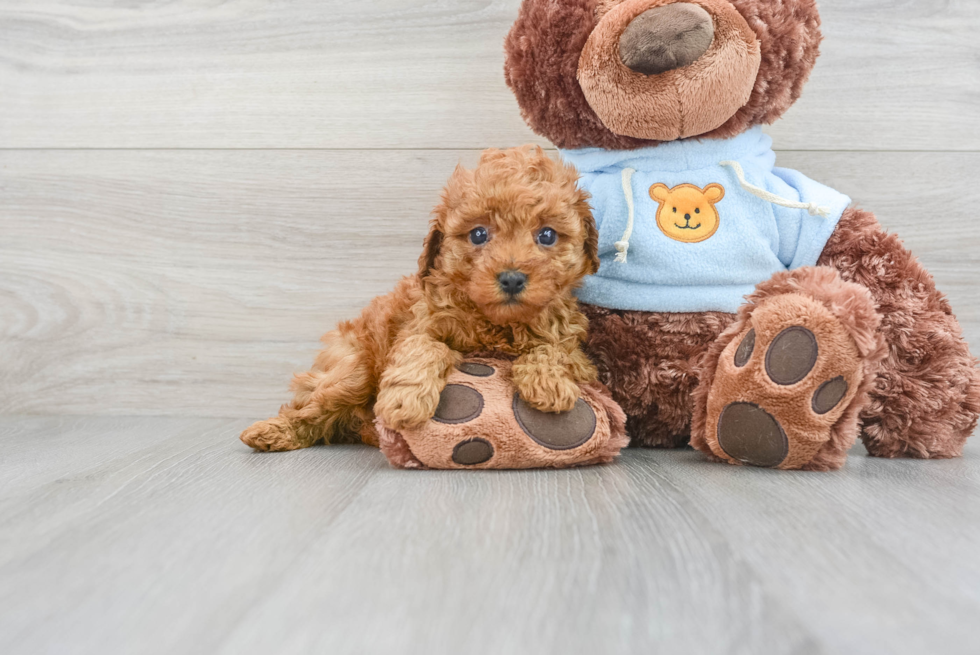 Small Poodle Purebred Pup