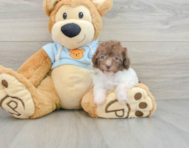 7 week old Poodle Puppy For Sale - Premier Pups