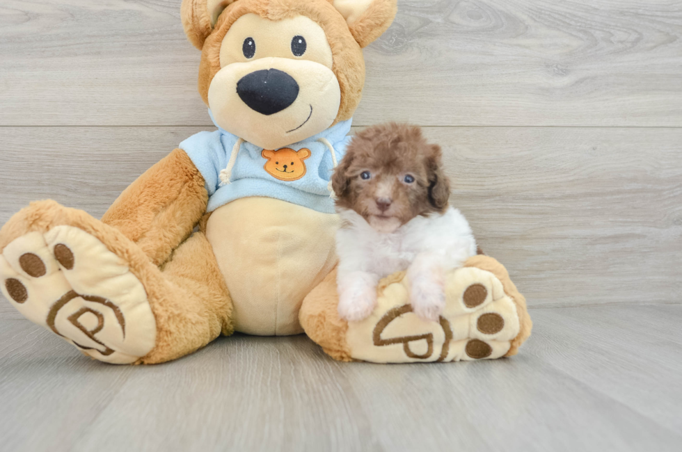 7 week old Poodle Puppy For Sale - Premier Pups