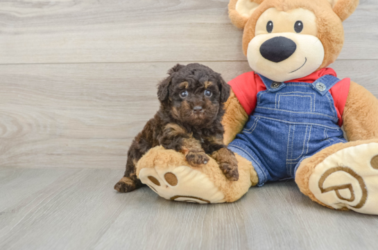 Poodle Pup Being Cute