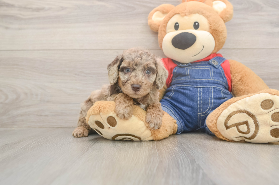5 week old Poodle Puppy For Sale - Premier Pups
