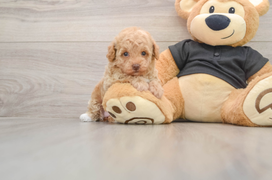 Energetic Toy Poodle Purebred Puppy