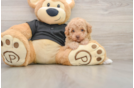 Best Poodle Baby