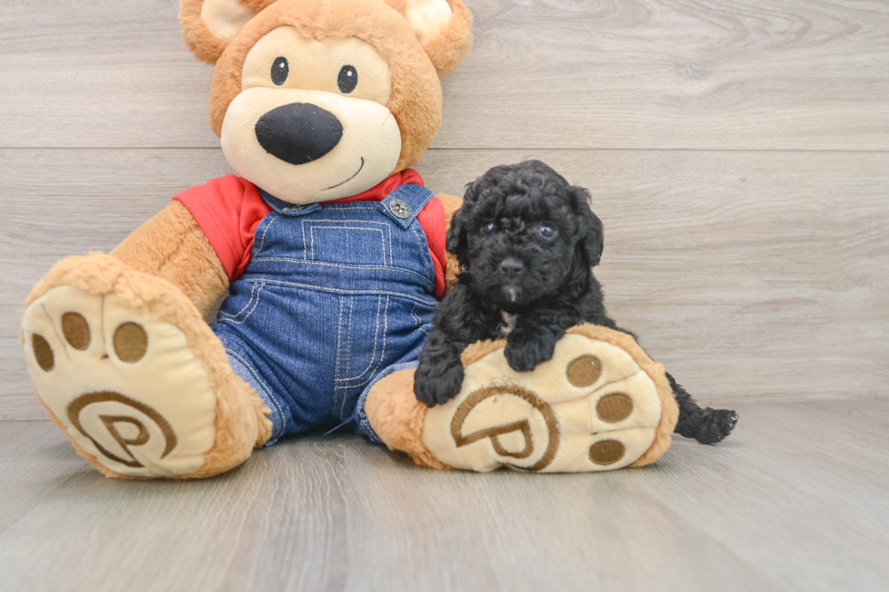 Poodle Puppy for Adoption
