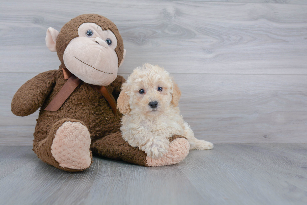 Hypoallergenic Poodle Purebred Pup