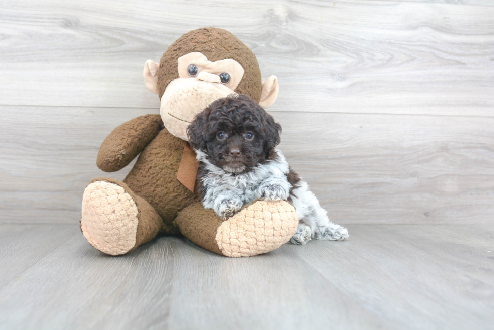 Funny Poodle Purebred Pup