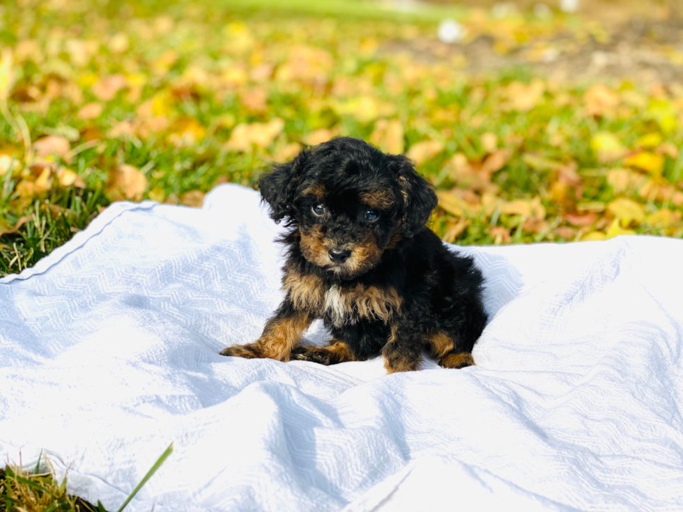 Poodle Pup Being Cute