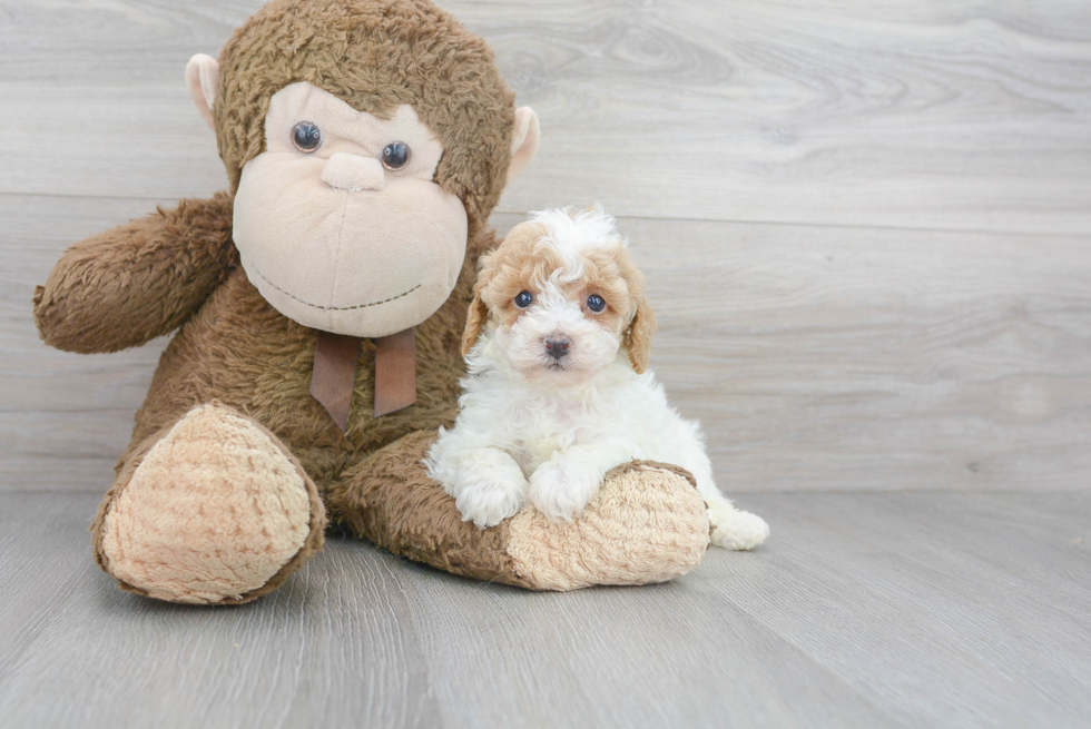 Happy Pudle Purebred Puppy