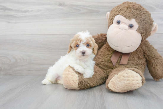 Poodle Pup Being Cute