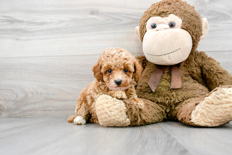 Poodle Pup Being Cute