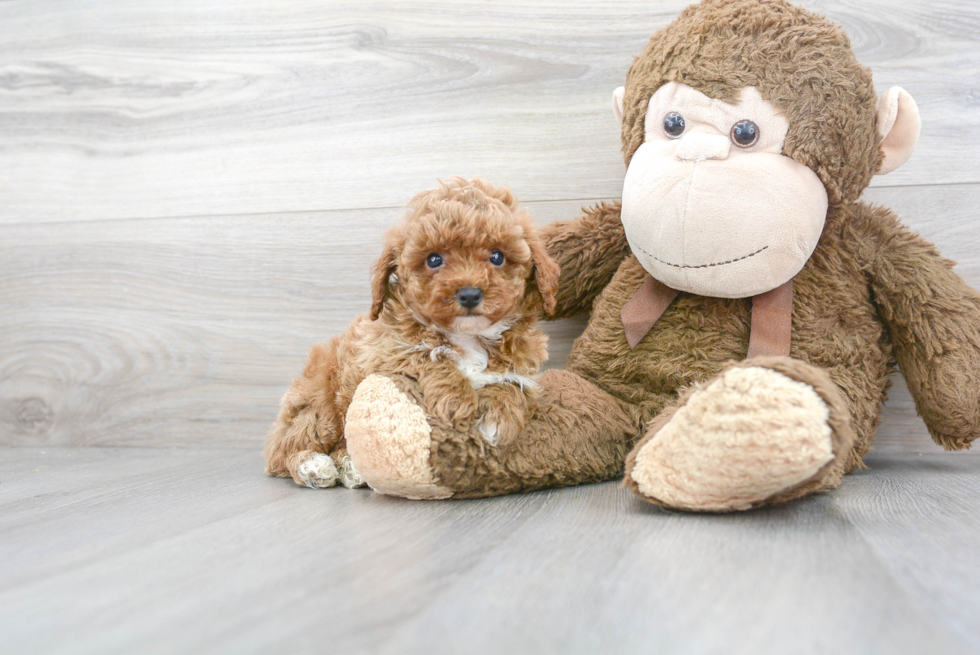 Fluffy Pudle Purebred Puppy