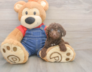 7 week old Poodle Puppy For Sale - Premier Pups 7 week old Poodle Puppy For Sale - Premier Pups