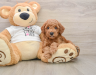 7 week old Poodle Puppy For Sale - Premier Pups