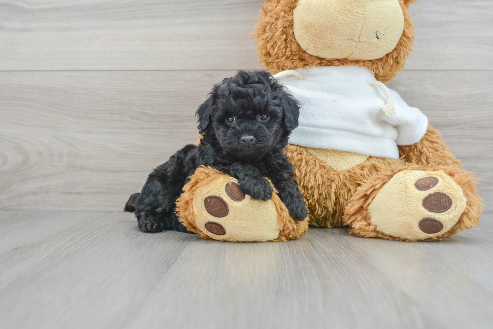 Sweet Pudle Purebred Puppy