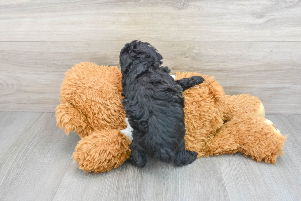 Petite Pudle Purebred Puppy