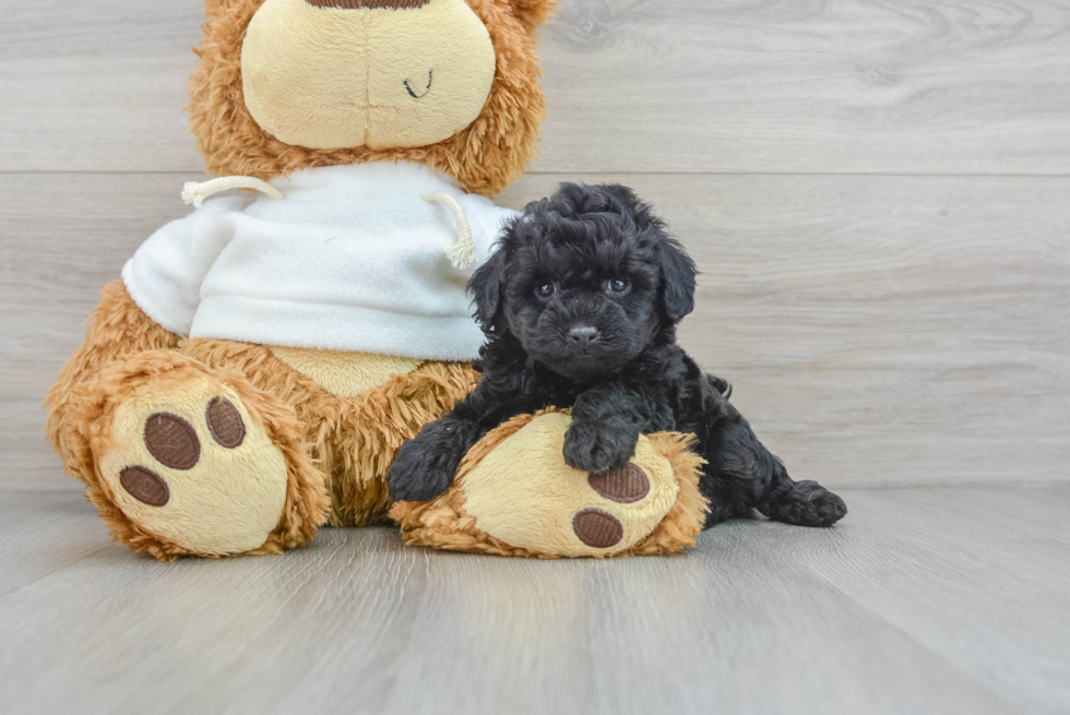 Funny Poodle Purebred Pup