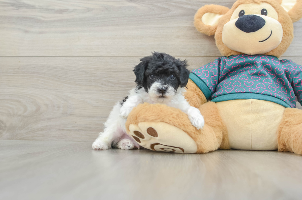 5 week old Poodle Puppy For Sale - Premier Pups