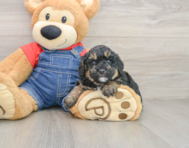 7 week old Poodle Puppy For Sale - Premier Pups