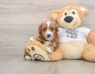 6 week old Poodle Puppy For Sale - Premier Pups