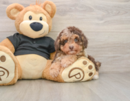 7 week old Poodle Puppy For Sale - Premier Pups