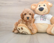7 week old Poodle Puppy For Sale - Premier Pups