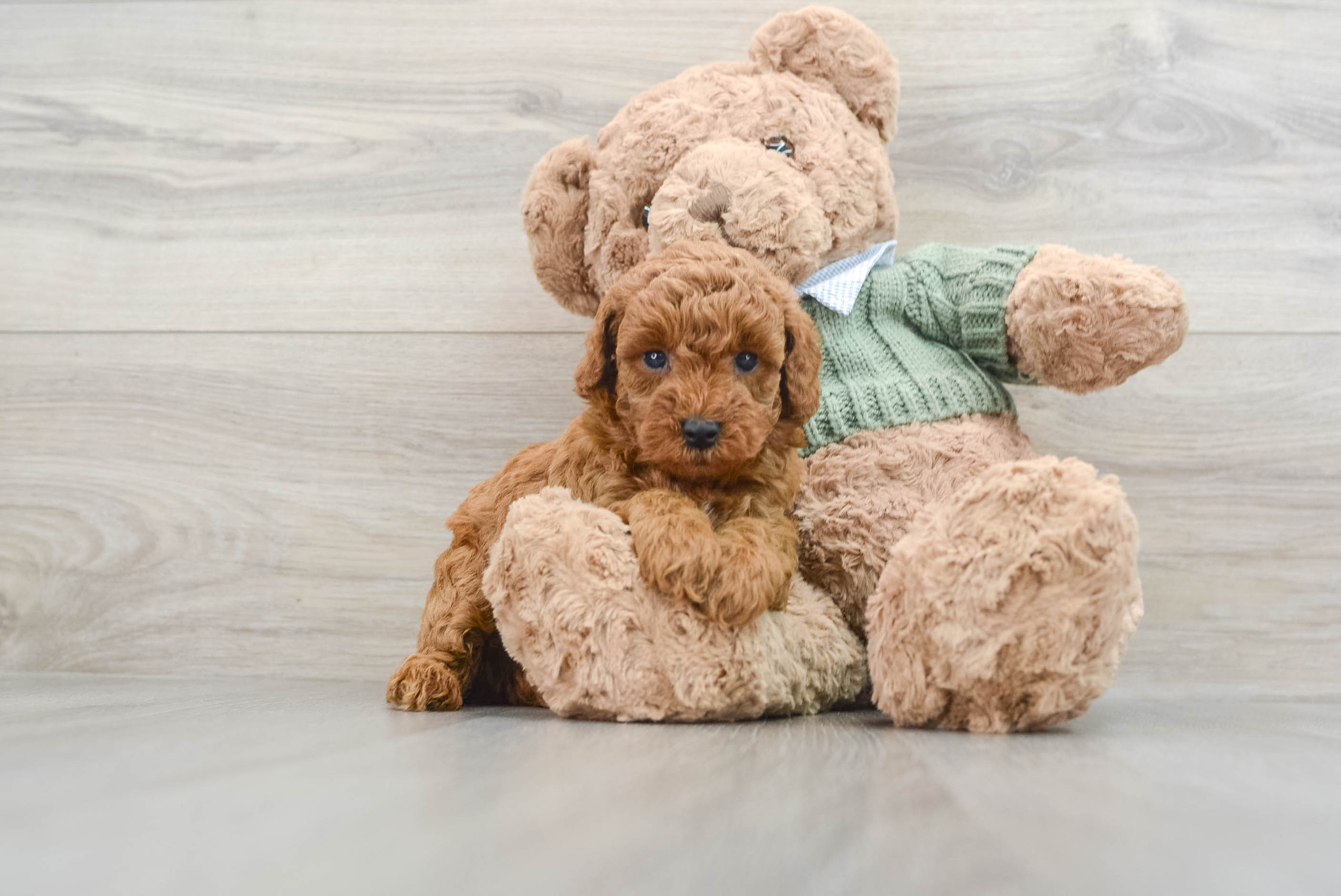Smart Pudel Purebred Puppy