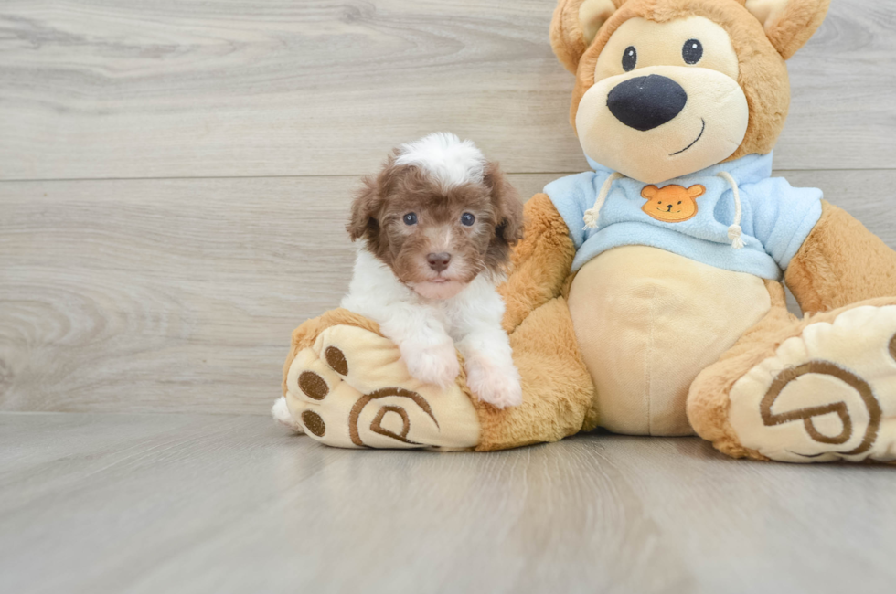 7 week old Poodle Puppy For Sale - Premier Pups