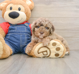 6 week old Poodle Puppy For Sale - Premier Pups