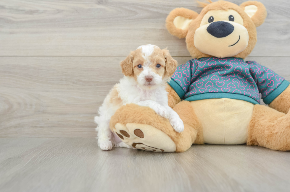 5 week old Poodle Puppy For Sale - Premier Pups