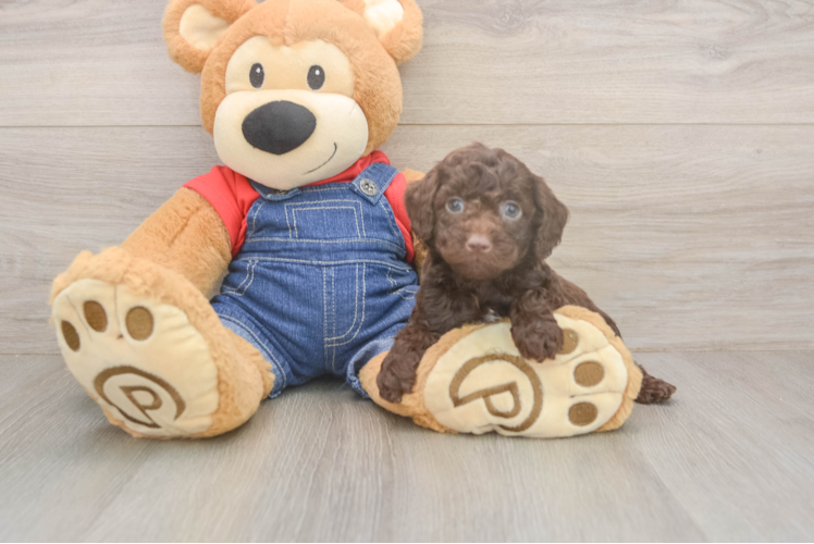 Happy Pudel Purebred Puppy