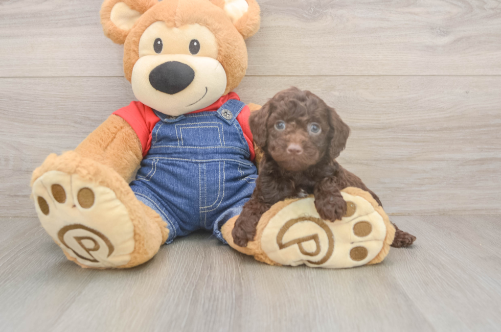 5 week old Poodle Puppy For Sale - Premier Pups
