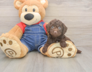 7 week old Poodle Puppy For Sale - Premier Pups 7 week old Poodle Puppy For Sale - Premier Pups