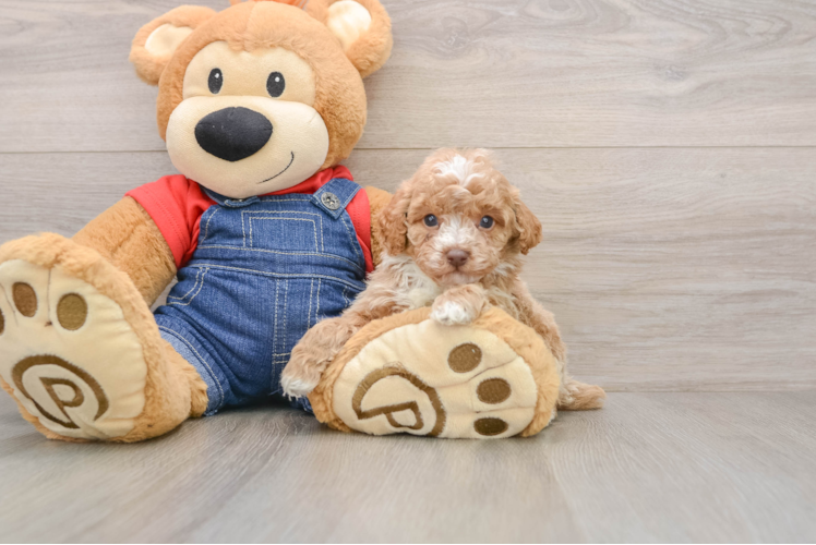 Hypoallergenic Poodle Baby