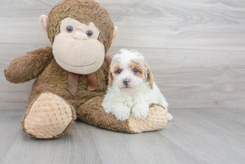 Poodle Puppy for Adoption