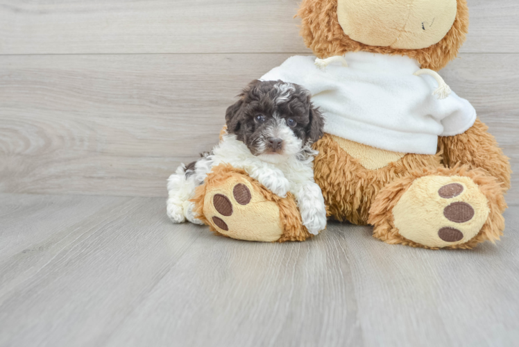 Small Poodle Purebred Pup