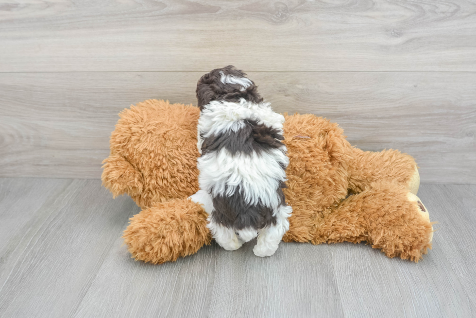 Energetic Pudle Purebred Puppy