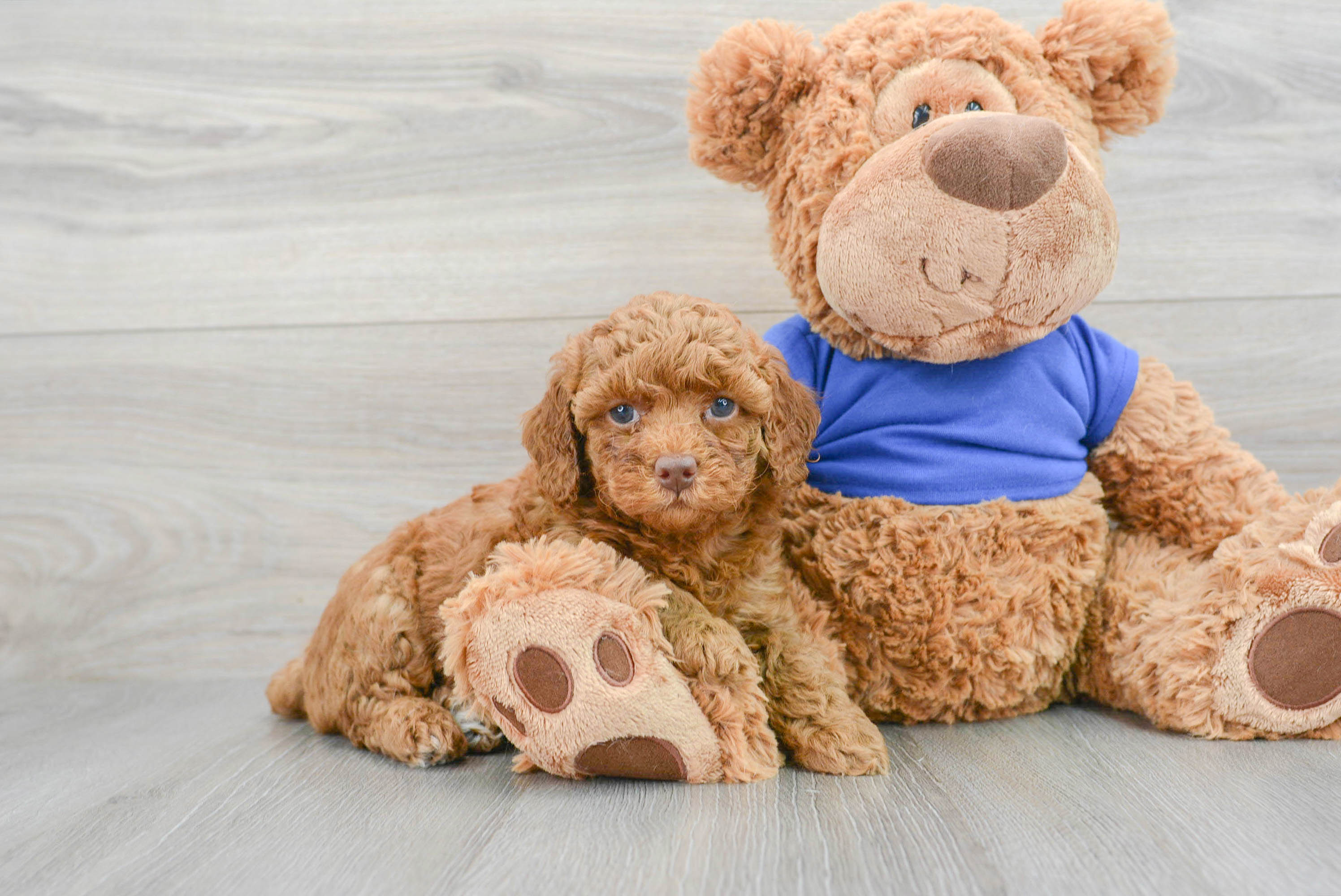 Akc Registered Poodle Purebred Pup