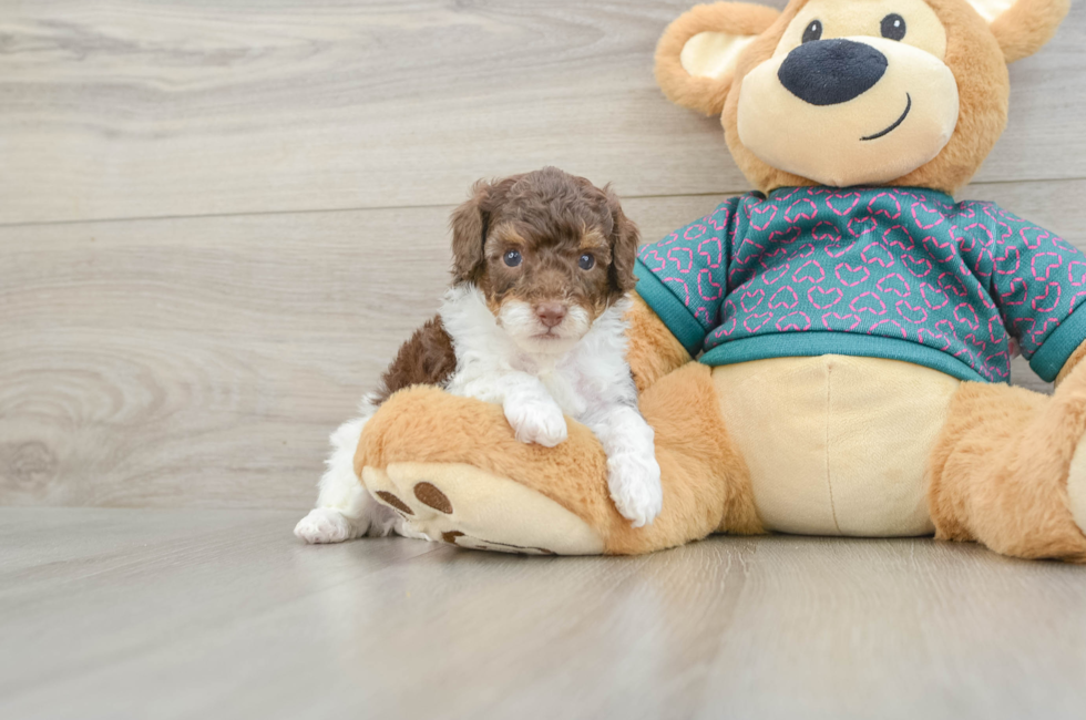 5 week old Poodle Puppy For Sale - Premier Pups
