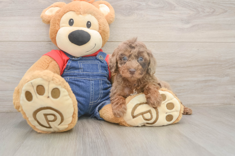 5 week old Poodle Puppy For Sale - Premier Pups