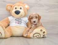 6 week old Poodle Puppy For Sale - Premier Pups