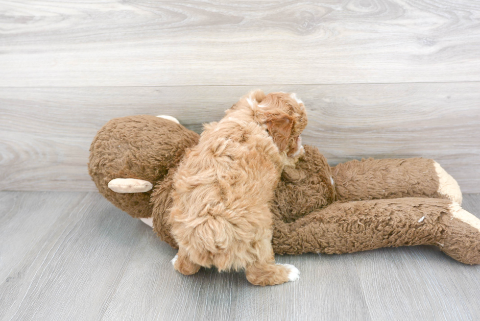 Poodle Pup Being Cute