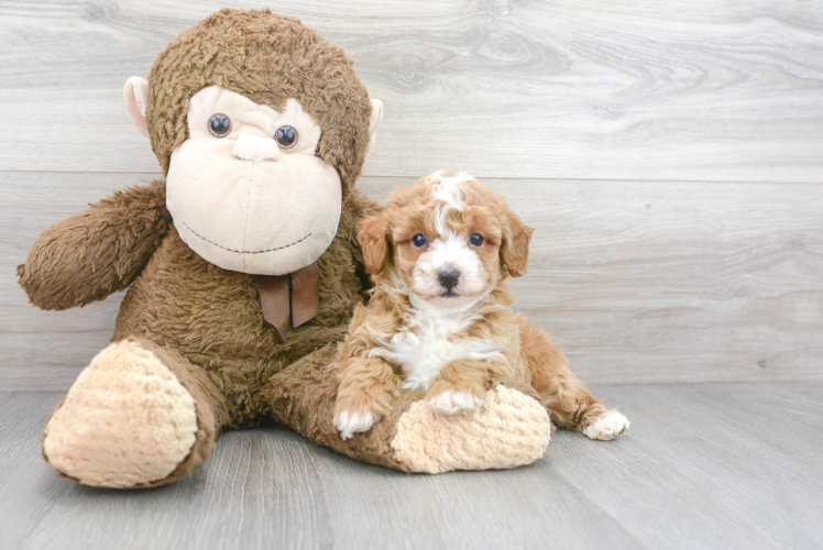 Poodle Pup Being Cute