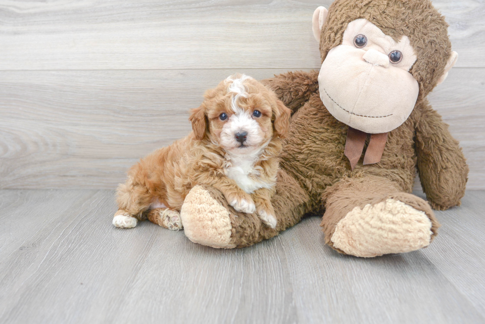 Poodle Pup Being Cute