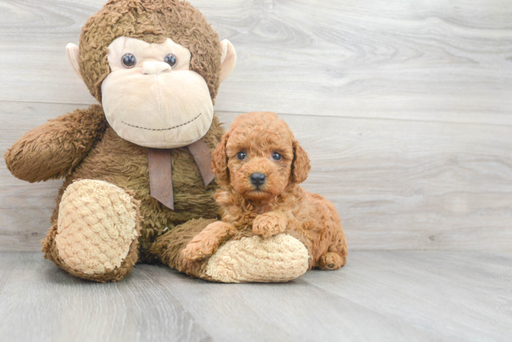 Cute Poodle Baby