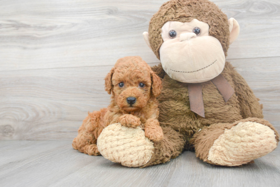 Poodle Pup Being Cute