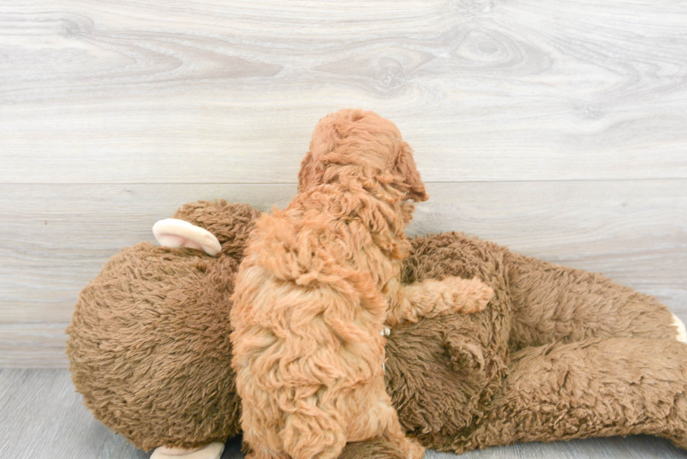 Cute Pudle Purebred Puppy